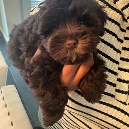 Female 3 - Liver female Miniature Schnauzer puppy in Pearland, Texas from K & S Schnauzers