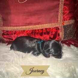 Journey - Black and tan female Cavalier King Charles Spaniel puppy in Broken Arrow, Oklahoma from Cavalier King Charles Heartland
