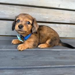 Slinky - Dapple male Dachshund puppy in South Willard, Utah from Doxies in the Sun