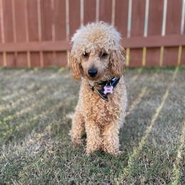 Lola - Poodle