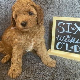 Goldendoodle Puppies from Simply Mini Goldendoodles