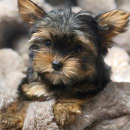 Noah - Black and gold male Yorkshire Terrier puppy in Palmdale, California from Pucci Pawfect