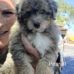 Peanut-Black - Blue merle male Bernedoodle puppy in Dugway, Utah from Luv4Bernedoodles