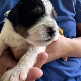 Molly - Tri-color female Bernedoodle puppy in Auburndale, Florida from Florida Mini Bernedoodles