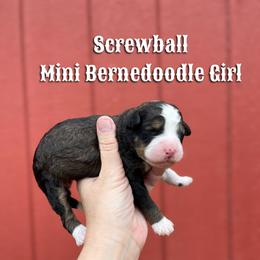 Screwball - Tri-color female Bernedoodle puppy in Grove, Oklahoma from Guinn Family Farms