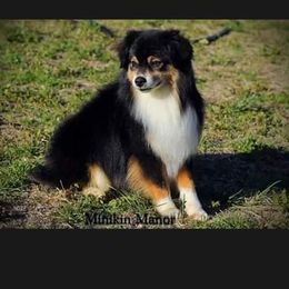 Marley - Miniature Australian Shepherd