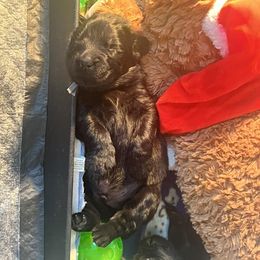 Newfoundland Puppies from Knallhart Kennels
