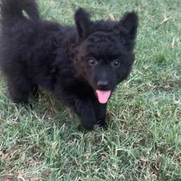 Mudd - Black female Mudi puppy in Valley Mills, Texas from Graves Farm Mudi
