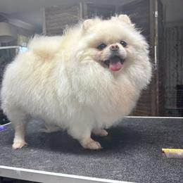Balbinka - Pomeranian