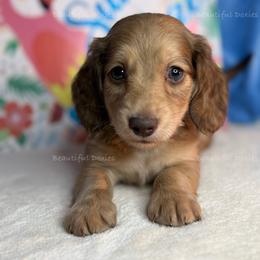 Abra - Chocolate and cream male Dachshund puppy in Washington from Beautiful Doxies