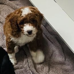 Goldendoodle Puppies from Labradoodleday