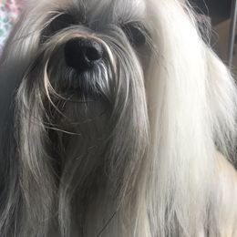 Lexi - Lhasa Apso