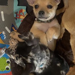Chihuahua Puppies from Tulum Chihuahuas