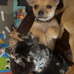 Chihuahua Puppies from Tulum Chihuahuas