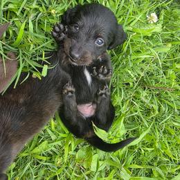 Black boy - Black and tan male Dachshund puppy in Marietta, Ohio from Harlee's Dachshunds