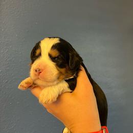 Mario-Red - Tri-color male Bernedoodle puppy in Casper, Wyoming from 307 Doodles