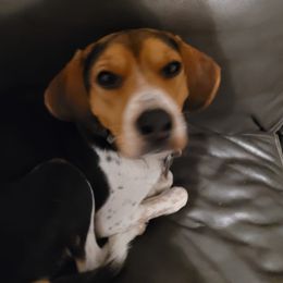 Angel - Beagle