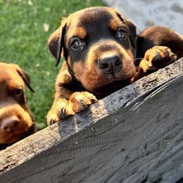 Oppy - Black and rust Doberman Pinscher puppy in Valley Center, California from TnT Dobermans