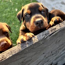 Oppy - Black and rust Doberman Pinscher puppy in Valley Center, California from TnT Dobermans