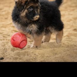 German Shepherd Puppies from T Double B LLC