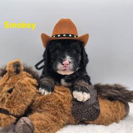 Smokey - Tri-color male Bernedoodle puppy in Summerville, South Carolina from Channys Doodles