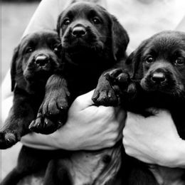 Labrador Retrievers from Potomac Labradors