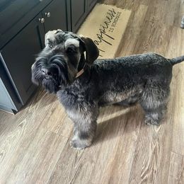 Giant Schnauzer Puppies from House of Roth Giant Schnauzers