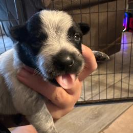 Boy - Blue male Australian Cattle Dog puppy in Defuniak Springs, Florida from Blue Cypress Stock dogs