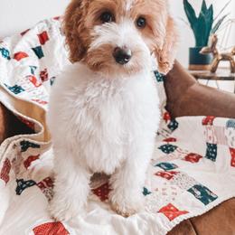 Hancock (Silver Collar) - Parti male Goldendoodle puppy in Beaverton, Oregon from Henry Elliots