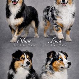 Miniature Australian Shepherd puppies from Raised Right Pups