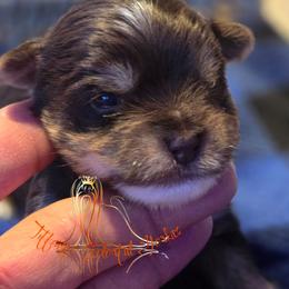 Boy 2 - Chocolate and tan male Yorkshire Terrier puppy in Old Fort, North Carolina from Tiffany’s Colorful Yorkies