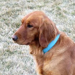 Chloe - Golden Retriever