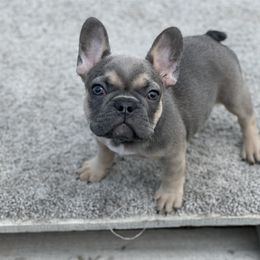 French Bulldog Puppies from Blue Lotus Frenchies