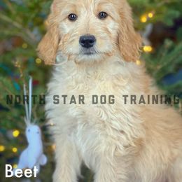 Beet - Red  Goldendoodle puppy in Lancaster, Minnesota from North Star Dog Training