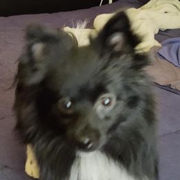 Pomskies from Samantha's Pomskies