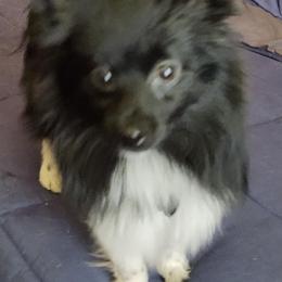 Pomskies from Samantha's Pomskies