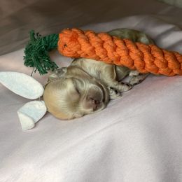 Cocker Spaniel Puppies from Brooks House Cocker Spaniels