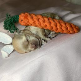 Cocker Spaniel Puppies from Brooks House Cocker Spaniels