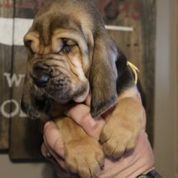 Yellow Collar Boy - Black and tan male Bloodhound puppy in Franklin, Indiana from K Creek Farms