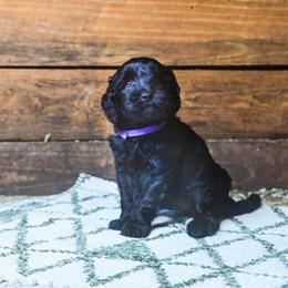 Purple Collar - Black female Goldendoodle puppy in Ocala, Florida from Hancock Place