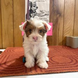 Boy 1 - Parti male Yorkshire Terrier puppy in Bear Creek, North Carolina from Yorkie Time