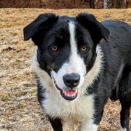 Mike - Border Collie puppy in Strafford, Vermont from Thundering Paws Farm