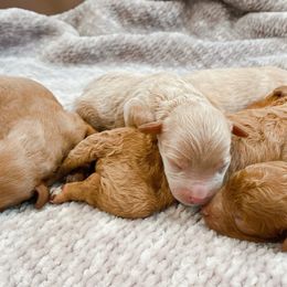 Cavapoos from Southern Cavapoos