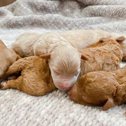 Cavapoos from Southern Cavapoos