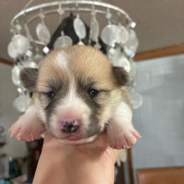 Lava Girl - Red female Pembroke Welsh Corgi puppy in Delton, Michigan from CorGizmo