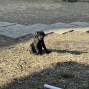 Pudelpointer Puppies from High Power Pudelpointers