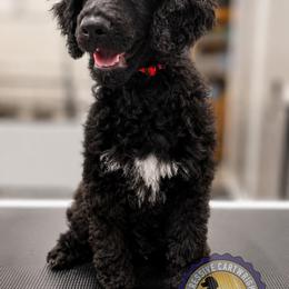 Poodle Puppies from Impressive Cartwright Standards