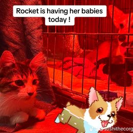 Rocket - Pembroke Welsh Corgi