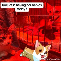 Rocket - Pembroke Welsh Corgi
