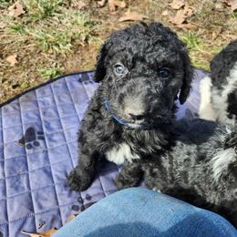 Aussiedoodle Puppies from Lotadoodle Farms